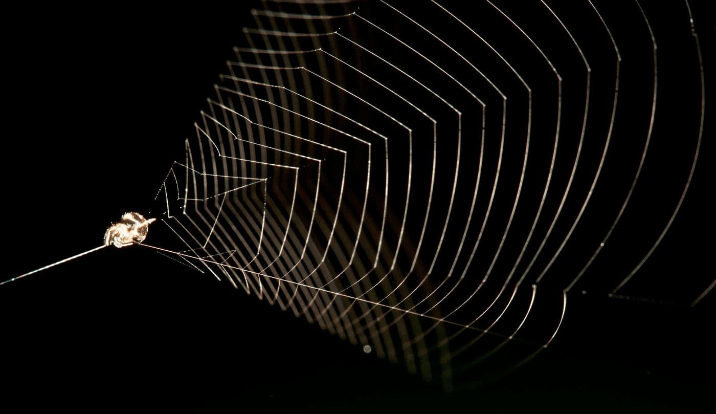 A slingshot spider holding its web under tension, drawn back into a cone shape against a dark background.